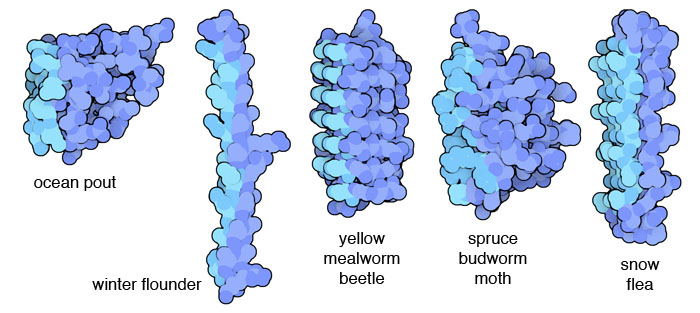 様々な生物の不凍タンパク質（左からocean pout（PDB:1kdf）、マコガレイ属の一種（PDB:1wfb）、チャイロコメノゴミムシダマシ（PDB:1ezg）、トウヒノシントメハマキ（PDB:1eww）、ユキノミ（PDB:2pne））