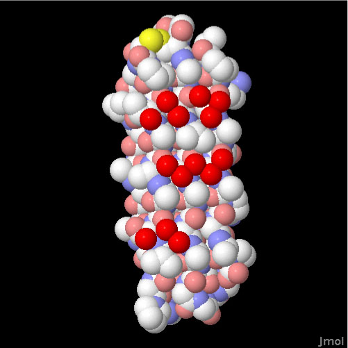 ユキノミの不凍タンパク質（PDB:2pne）