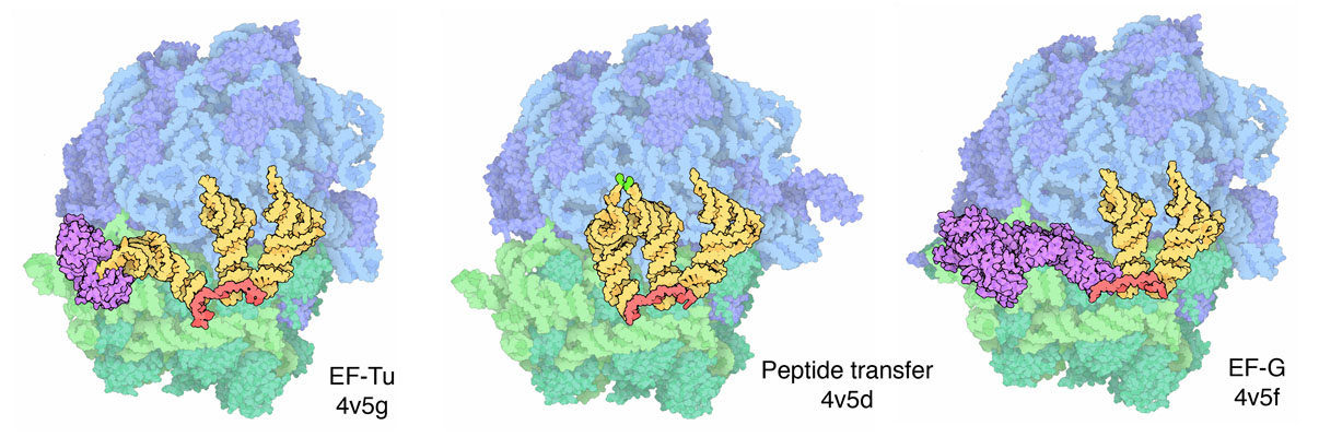 タンパク質伸長作業中のリボソーム（左：EF-Tu タンパク質が新しいtRNAを持ってきたところ PDB:4v5g　中央：３つのtRNAが結合している様子 PDB:4v5d　右：EF-Gタンパク質の助けによって全体が一歩前進するところ PDB:4v5f）
