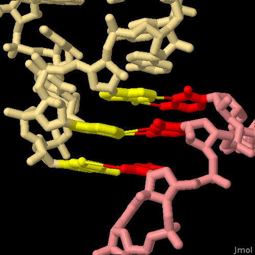 リボソームの遺伝子暗号解読中心（PDB:4v5c）