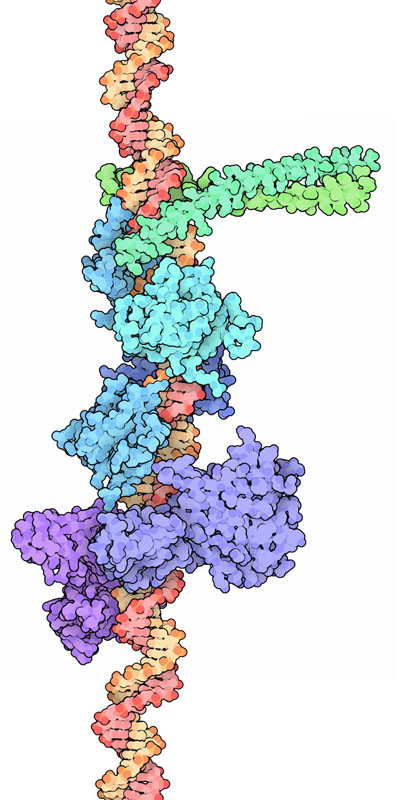エンハンセオソーム（PDB:1t2k、2pi0、2o6g、2o61）