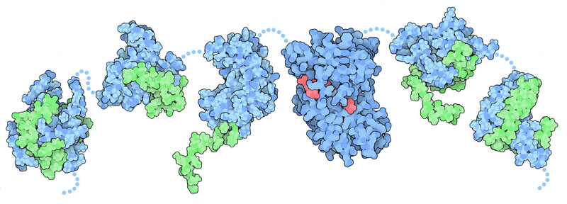 CREB結合タンパク質（PDB:1l8c、1kdx、1jsp、3biy、2ka6、1kbh）