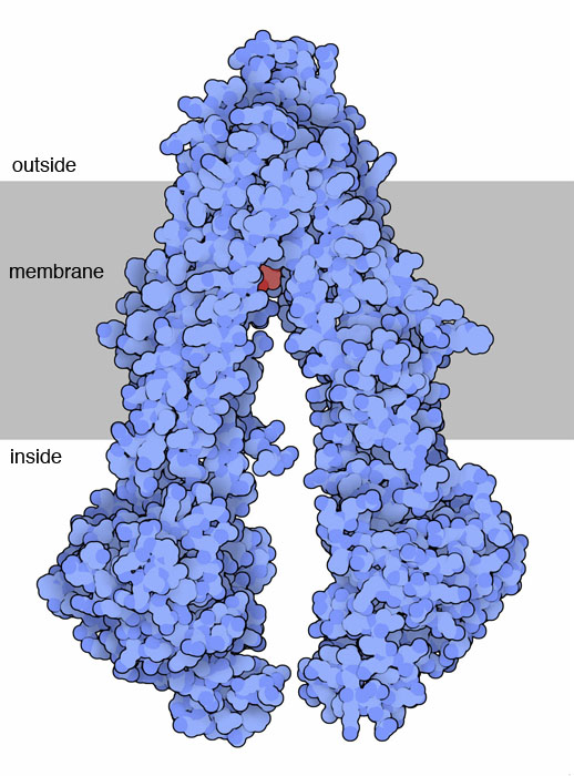 多剤耐性タンパク質（PDB:3g61）