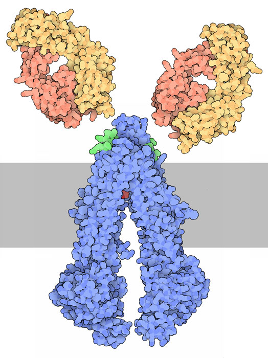 多剤耐性タンパク質（PDB:3g61、青・緑）と抗体（PDB:1bln）