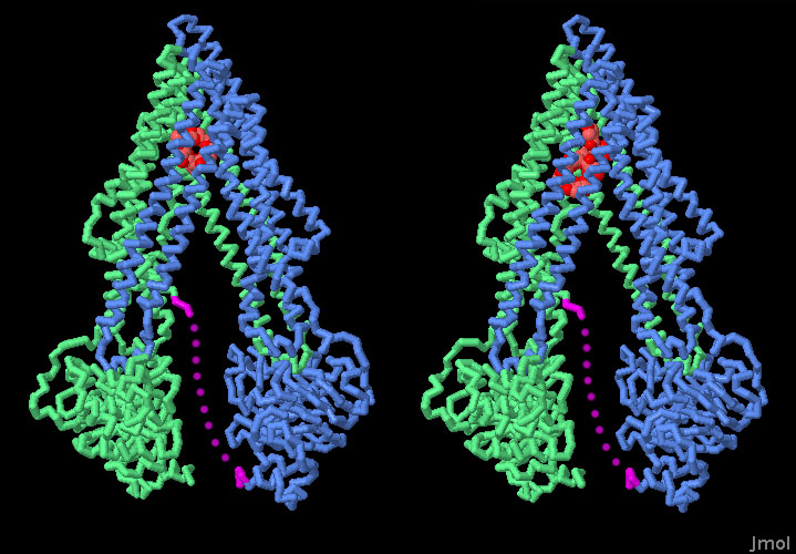 多剤耐性タンパク質（PDB:3g60（左）、PDB:3g61（右））