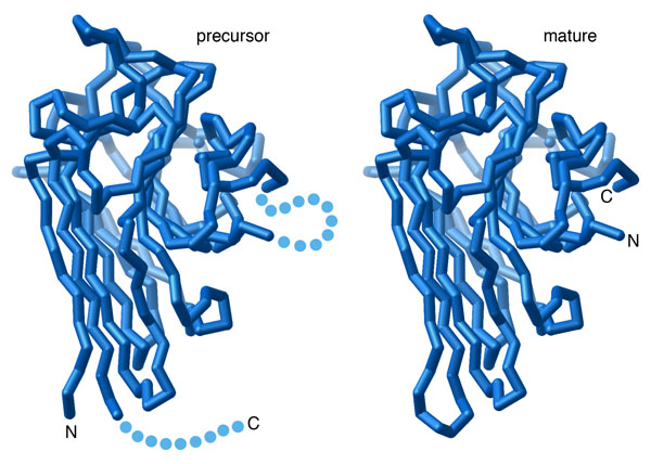 コンカナバリンA（左：前駆体、右：成熟型）PDB:3cna