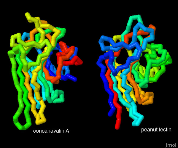 コンカナバリンA（左、PDB:3cna）と落花生のレクチン（右、PDB:2pel）