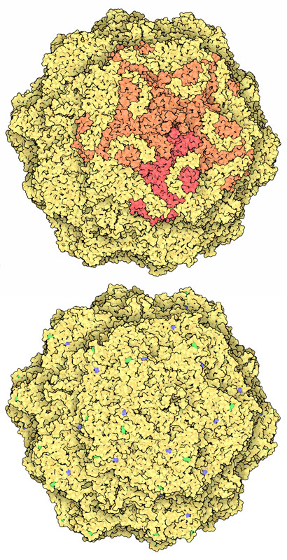 上：ネコ汎白血球減少症ウイルス（feline panleukopenia virus、PDB:1fpv） 下：イヌパルボウイルス（canine parvovirus、PDB:2cas）