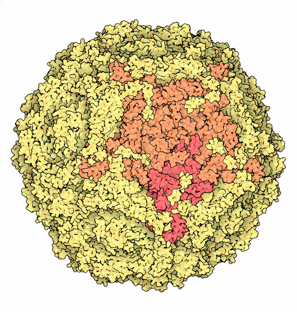 B19パルボウイルスカプシド（PDB:1s58）
