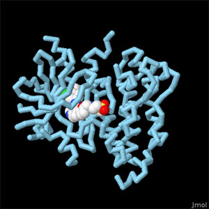 ラパチニブが結合したEGF受容体キナーゼドメイン（PDB:1xkk）