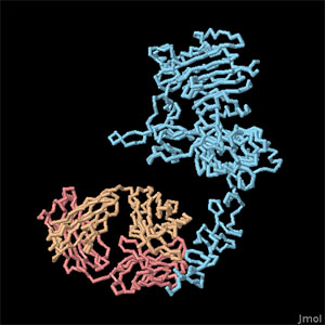 EGF受容体に結合する抗体（PDB:1n8z、1yy9）