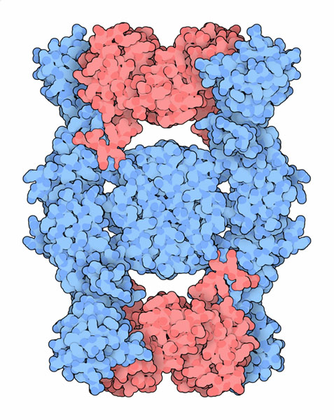 インターフェロン（赤）とその働きを阻害するタンパク質（青）（PDB:3bes）
