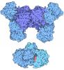 Isocitrate Dehydrogenase