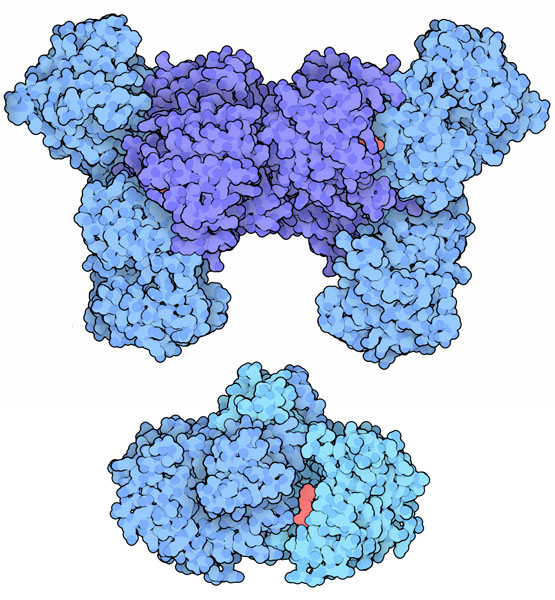 酵母のイソクエン酸脱水素酵素（上、PDB:3blw）と大腸菌のイソクエン酸脱水素酵素（下、PDB:9icd）