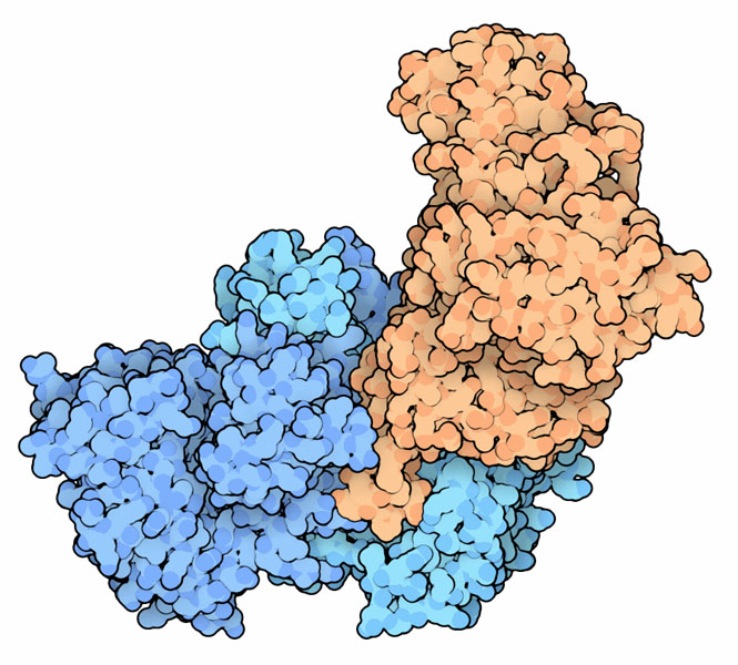 イソクエン酸脱水素酵素（青）とイソクエン酸脱水素酵素リン酸化酵素（橙）、PDB:3lcb