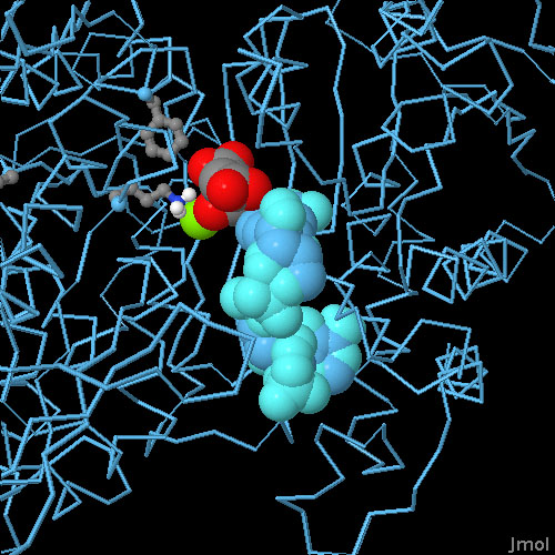 イソクエン酸脱水素酵素にイソクエン酸、マグネシウム、NADPが結合した反応中間体（PDB:1ide）