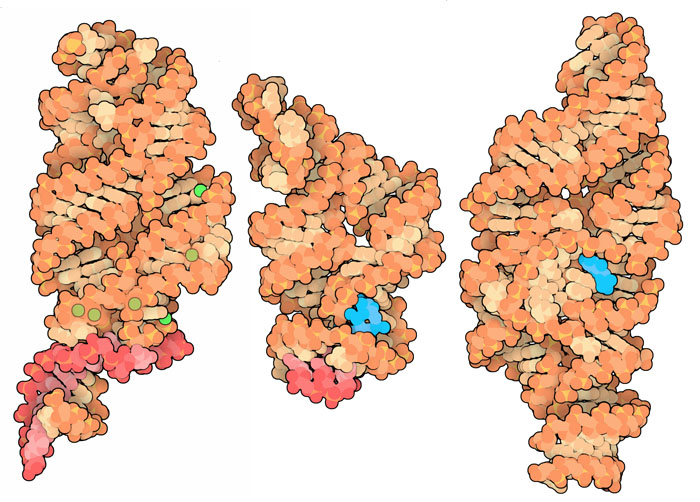 リボスイッチと様々なリガンド（左：マグネシウムイオン PDB:2qbz、中央：c-di-GMP PDB:3irw、3iwn、右：グルコサミン6リン酸 PDB:2z75）