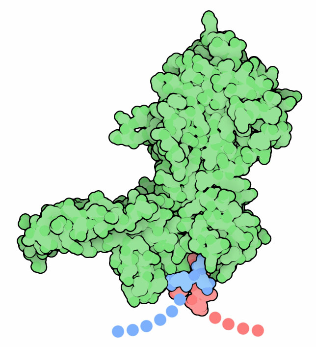 液胞型ATPアーゼ（緑：インテイン部分、赤・青：エクステインとなるATPアーゼ、PDB:1jva）