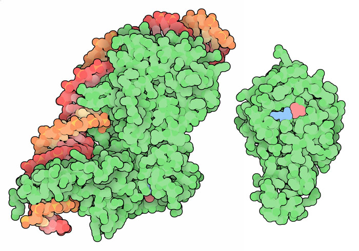 左：通常のインテイン（PDB:1lws）、右：ミニインテイン（PDB:1am2）