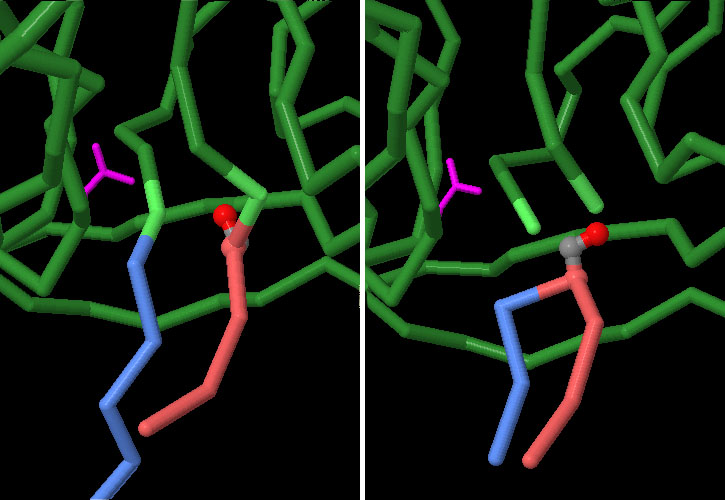 インテイン（左：反応前 PDB:1jva、右：反応後 PDB:1um2）