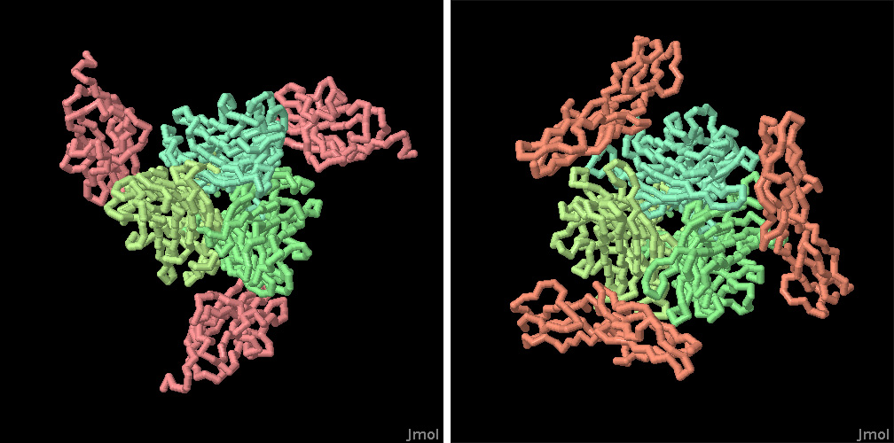 細胞受容体と結合したアデノウイルス（右:CARとの複合体 PDB:1kac、左:CD46との複合体 PDB:2o39）