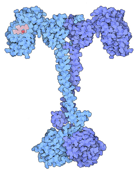 可溶性グアニル酸環化酵素（上部：一酸化窒素結合ドメイン PDB:2o0c、下部：環化酵素 PDB:3et6）