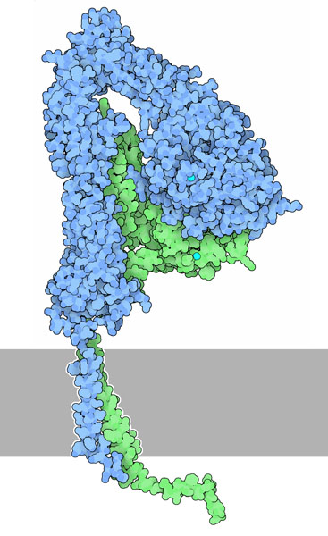 インテグリン（PDB:1jv2、2k9j、1m8o）