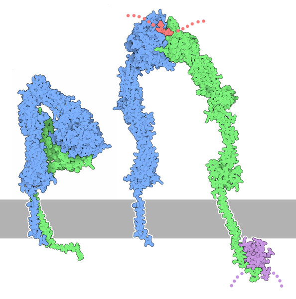 インテグリン（左：不活性状態 PDB:1jv2、2k9j、1m8o、右：活性状態 PDB:2vdo、3fcs、2k9j、2h7d）