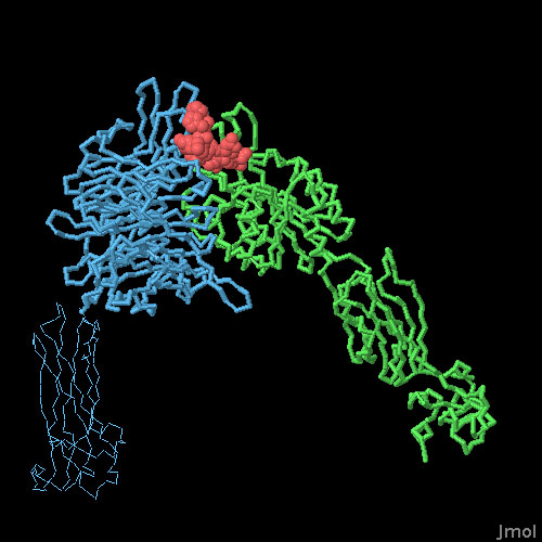 活性状態にあるインテグリンの結合ドメイン付近にフィブリノーゲンが結合したもの（PDB:2vdo）