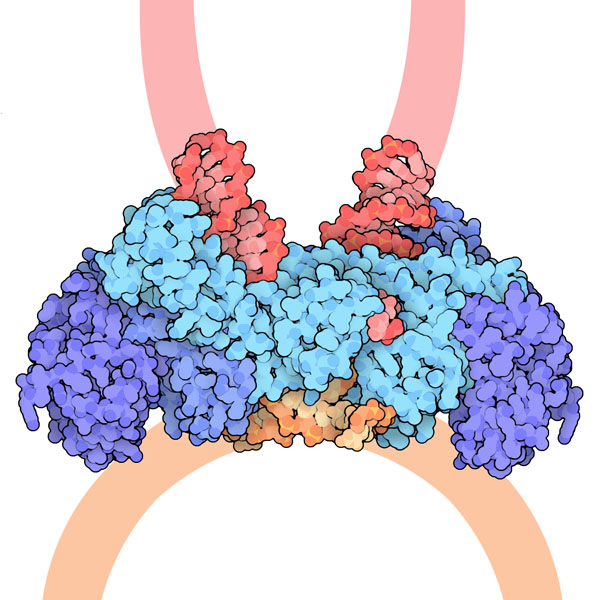 インテグラーゼ（PDB:3os1）