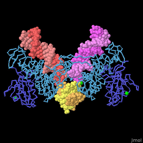インタソームとDNAの複合体（インタソームがDNAを捕らえた直後 PDB:3os1 と鎖転移反応後 PDB:3os0）
