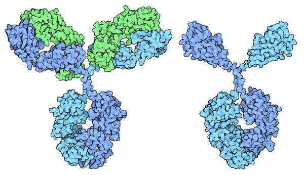 左：重鎖（青）と軽鎖（緑）で構成される通常の抗体、右：重鎖のみで構成されるラクダの抗体（ナノボディ）