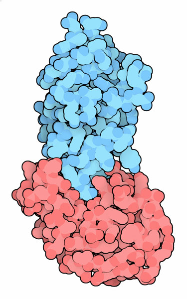 リゾチーム（赤）に結合したナノボディ（PDB:1mel）