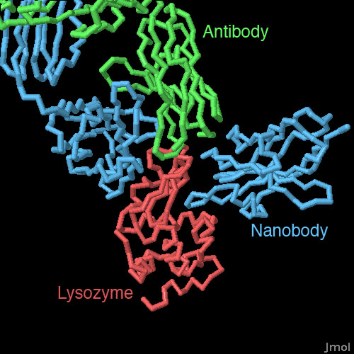 リゾチーム（赤）に結合したナノボディ（PDB:1mel、青）と抗体 Fab（PDB:1mlc、緑）