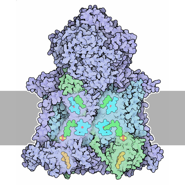 ニワトリのミトコンドリア由来のシトクロムbc1（PDB:3h1j）