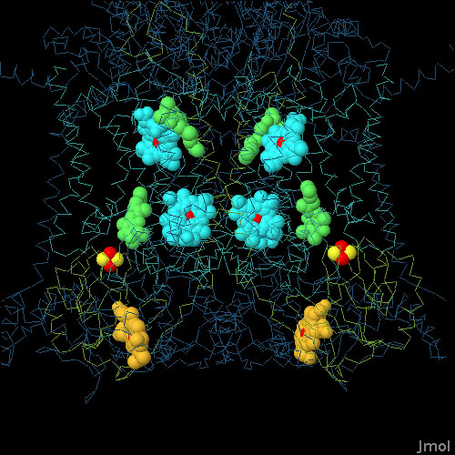 ウシのシトクロムbc1にユビキノールが結合したもの（PDB:1ntz）