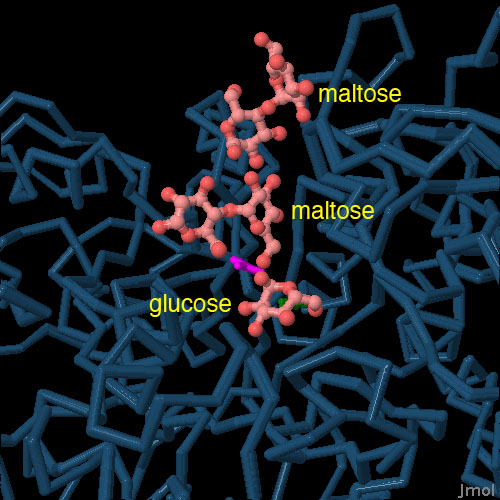 グルカンの代わりに麦芽糖を結合させたグルカン分解酵素と蔗糖の複合体（PDB:3hz3、3kllより合成）