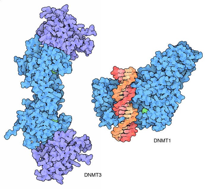 DNAメチルトランスフェラーゼ（左：細胞分化時にメチル基を付加する DNMT3 PDB:2qrv、右：DNA複製時に新鎖へメチル基を付加する DNMT1 PDB:3pt6）