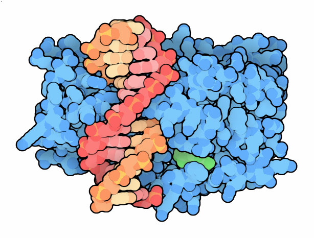 細菌のDNAメチルトランスフェラーゼ（PDB:1mht）