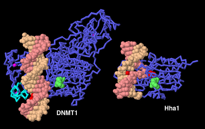 左：DNAメチルトランスフェラーゼ DNMT1＋両鎖ともメチル化されていないDNA鎖（PDB:3pt6）、右：細菌のDNAメチルトランスフェラーゼ Hha1（PDB:1mht、メチル化されるシトシン塩基が飛び出している）