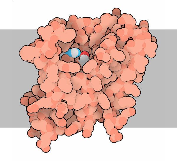 Rhomboid Protease GlpG