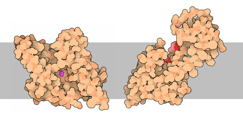 左：細菌由来のサイト2（site-2）ファミリープロテアーゼ（PDB:3b4r）、右：フラジェリン前駆体ペプチド分解酵素FlaK（PDB:3s0x）