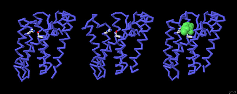 ロンボイドプロテアーゼGlpG（左：閉じた構造 PDB:2ic8、中央：開いた構造 PDB:2nrf、右：閉じた構造で阻害剤が結合したもの PDB:2xow）