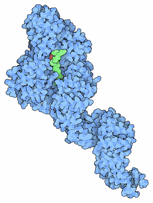 O-GlcNAc転移酵素（PDB:3pe4,1w3b）