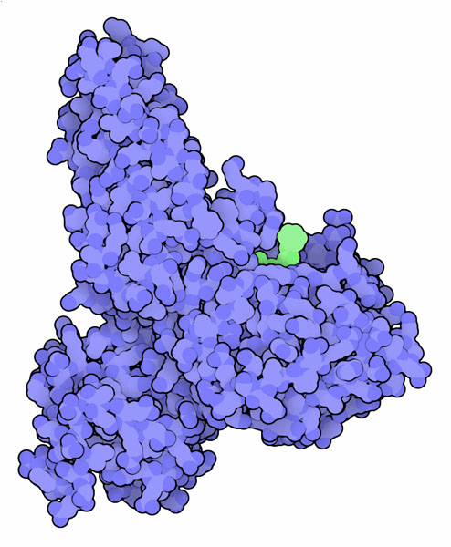 O-GlcNAc転移酵素（PDB:2cbj）
