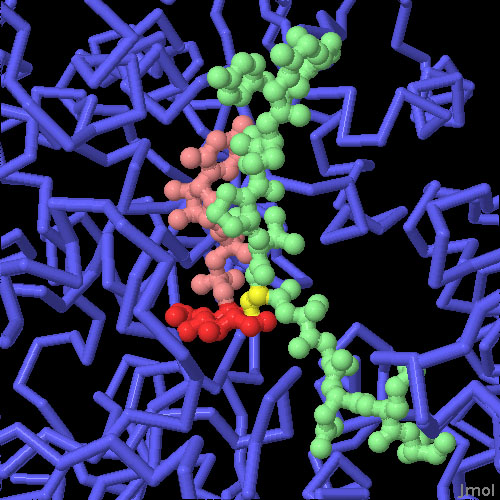 ヒト由来のO-GlcNAc転移酵素（PDB:3pe4、1w3b）と細菌由来の触媒ドメイン（PDB:2jlb）を合成して作った構造