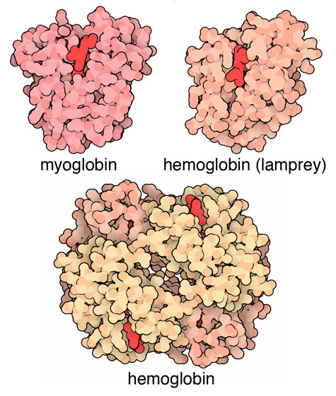 左上：ミオグロビン、右上：ヘモグロビン（ヤツメウナギ由来）、下：ヘモグロビン