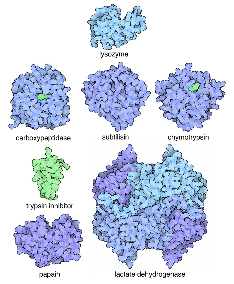上：リゾチーム（lysozyme、PDB:1lyz）、2行目左：カルボキシペプチダーゼ（carboxypeptidase、PDB:3cpa）、2行目中央：スブチリシン（subtilisin、PDB:1sbt）、2行目右：キモトリプシン（chymotrypsin、PDB:2cha）、左列下から2つ目：トリプシン阻害剤（pancreatic trypsin inhibitor、PDB:4pti）、左列一番下：パパイン（papain、PDB:9pap）、右列一番下：乳酸脱水素酵素（lactate dehydrogenase、PDB:6ldh）