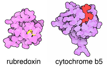 左：ルブレドキシン（rubredoxin、PDB:4rxn）、右：シトクロムb5（cytochrome b5、PDB:1cyo）