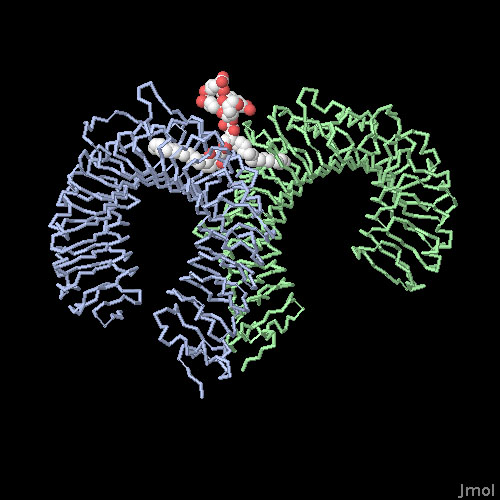 リポタンパク質と結合したToll様受容体の細胞外部分（PDB:2z7x）